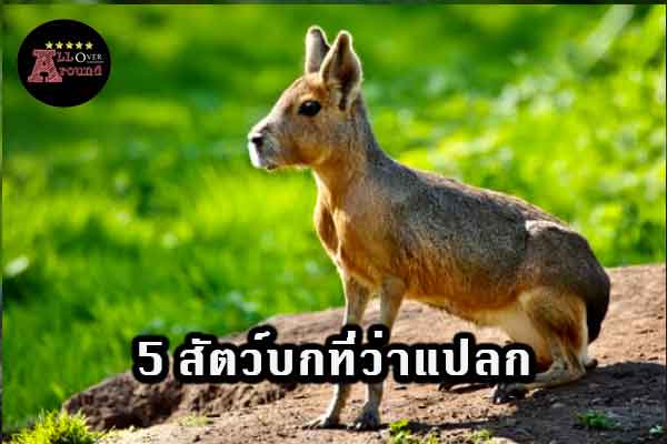 5-สัตว์บกที่ว่าแปลก-