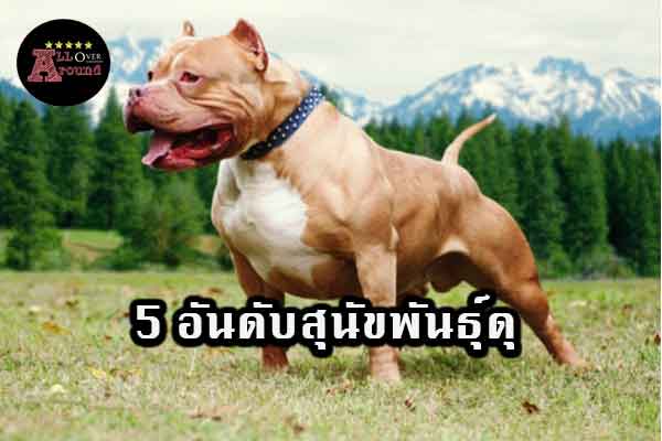 5-อันดับสุนัขพันธุ์ดุ-