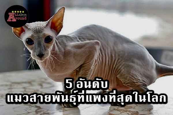 5-อันดับแมวสายพันธุ์ที่แพงที่สุดในโลก-