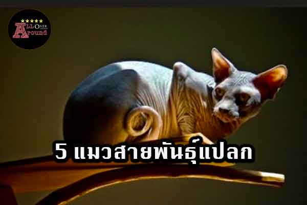 5-แมวสายพันธุ์แปลก-