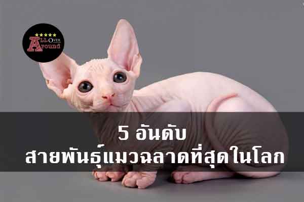 5-อันดับ-สายพันธุ์แมวฉลาดที่สุดในโลก
