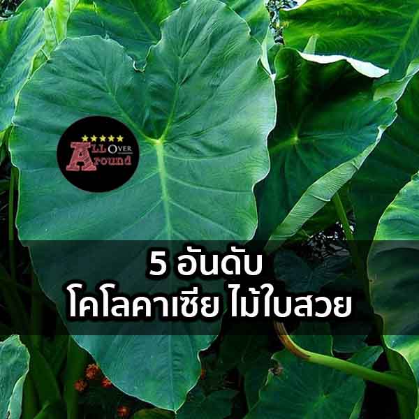 5 อันดับ โคโลคาเซีย ไม้ใบสวย