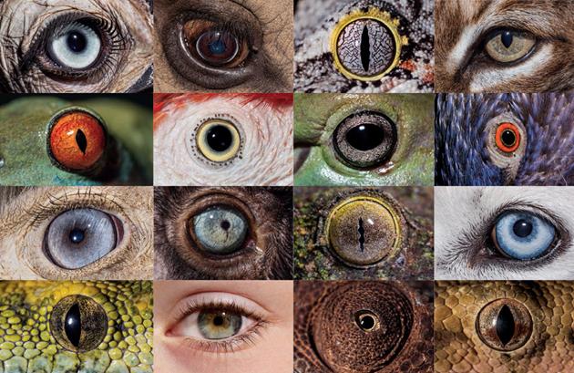 แทบไม่หน้าเชื่อเลยว่าในโลกของเราจะมีสิ่งที่แปลกประหลาดอยู่มากมายเช่นเรื่องของ สัตว์ที่มีดวงตาเยอะ ซึ่งสัตว์เหล่านี้มีอยู่จริงและเป็นสัตว์ที่เราเคยเห็นมาแล้ว